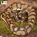 Yearling Male Static Ball Python For Sale - Underground Reptiles