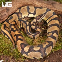 Yearling Male Static Ball Python For Sale - Underground Reptiles