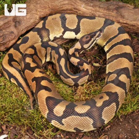 Yearling Male Static Ball Python For Sale - Underground Reptiles