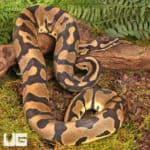 Yearling Male Static Ball Python For Sale - Underground Reptiles