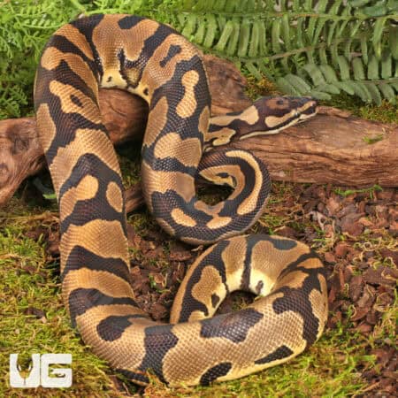 Yearling Male Static Ball Python For Sale - Underground Reptiles
