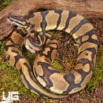Yearling Male Static Ball Python For Sale - Underground Reptiles