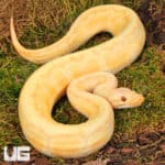 Yearling Male Albino Lemonblast Ball Pythons For Sale - Underground Reptiles