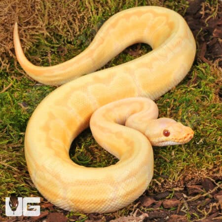 Yearling Male Albino Lemonblast Ball Pythons For Sale - Underground Reptiles