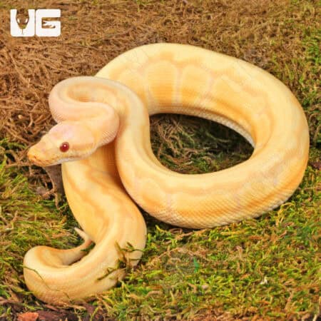 Yearling Male Albino Lemonblast Ball Pythons For Sale - Underground Reptiles