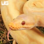 Yearling Male Albino Lemonblast Ball Pythons For Sale - Underground Reptiles