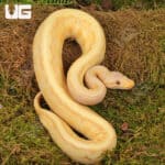 Yearling Male Albino Lemonblast Ball Pythons For Sale - Underground Reptiles