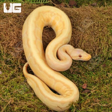 Yearling Male Albino Lemonblast Ball Pythons For Sale - Underground Reptiles