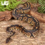 Yearling Blackhead Ball Python For Sale - Underground Reptiles