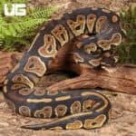 Yearling Blackhead Ball Python For Sale - Underground Reptiles