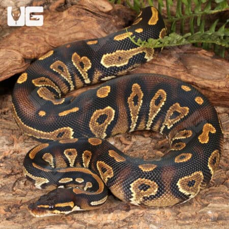 Yearling Blackhead Yellowbelly Ball Python For Sale - Underground Reptiles