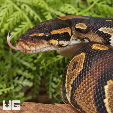 Yearling Blackhead Yellowbelly Ball Python For Sale - Underground Reptiles