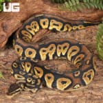 Yearling Male Pastel Blackhead Ball Python For Sale - Underground Reptiles