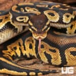 Yearling Male Pastel Blackhead Ball Python For Sale - Underground Reptiles