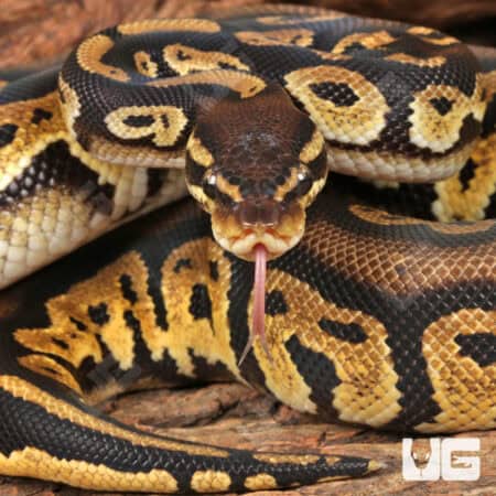 Yearling Male Pastel Blackhead Ball Python For Sale - Underground Reptiles