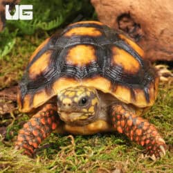 Yearling Redfoot Tortoises For Sale - Underground Reptiles