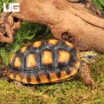 Yearling Redfoot Tortoises For Sale - Underground Reptiles