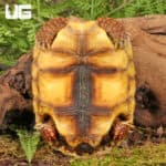 Yearling Redfoot Tortoises For Sale - Underground Reptiles