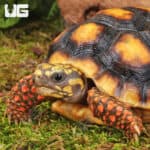 Yearling Redfoot Tortoises For Sale - Underground Reptiles