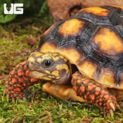 Yearling Redfoot Tortoises For Sale - Underground Reptiles