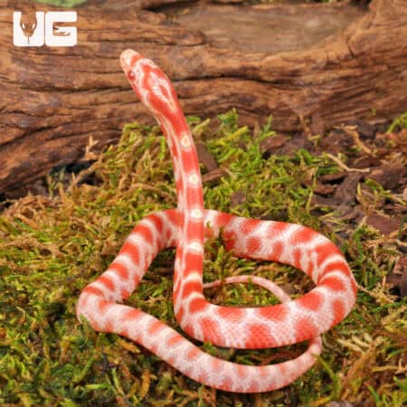 Baby Candy Cane Cornsnakes For Sale - Underground Reptiles