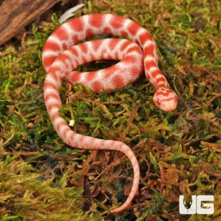 Baby Candy Cane Cornsnakes For Sale - Underground Reptiles