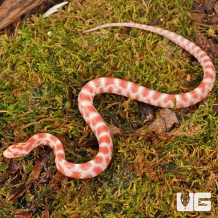Baby Candy Cane Cornsnakes For Sale - Underground Reptiles