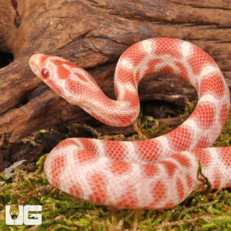 Baby Candy Cane Cornsnakes For Sale - Underground Reptiles