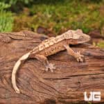 Baby Dalmatian Harlequin Crested Geckos For Sale - Underground Reptiles