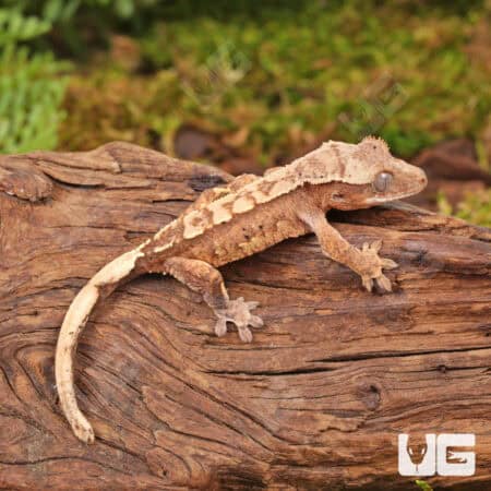 Baby Dalmatian Harlequin Crested Geckos For Sale - Underground Reptiles