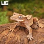 Baby Dalmatian Harlequin Crested Geckos For Sale - Underground Reptiles