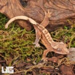 Baby Dalmatian Harlequin Crested Geckos For Sale - Underground Reptiles