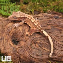 Baby Dalmatian Harlequin Crested Geckos For Sale - Underground Reptiles