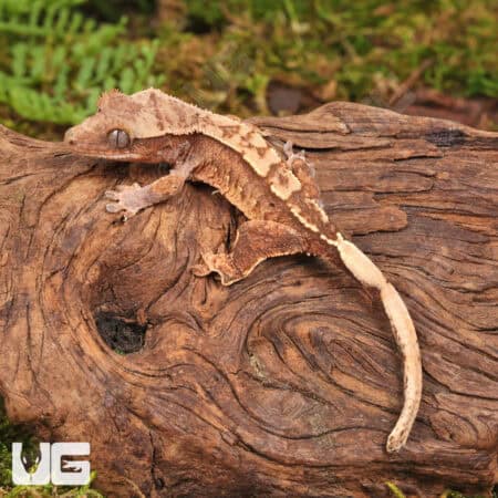 Baby Dalmatian Harlequin Crested Geckos For Sale - Underground Reptiles