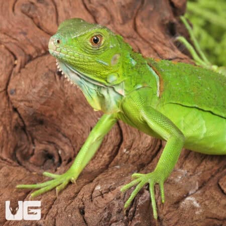 Baby Green Iguanas For Sale - Underground Reptiles