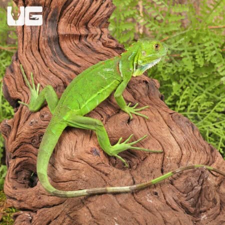 Baby Green Iguanas For Sale - Underground Reptiles