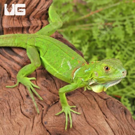 Baby Green Iguanas For Sale - Underground Reptiles