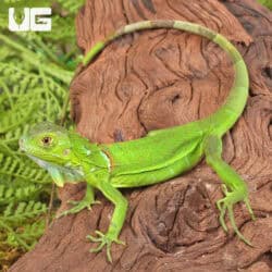Baby Green Iguanas For Sale - Underground Reptiles