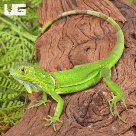 Baby Green Iguanas For Sale - Underground Reptiles