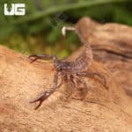 Baby Vietnam Forest Scorpions For Sale - Underground Reptiles