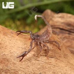 Baby Vietnam Forest Scorpions For Sale - Underground Reptiles