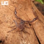 Baby Vietnam Forest Scorpions For Sale - Underground Reptiles