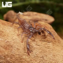 Baby Vietnam Forest Scorpions For Sale - Underground Reptiles