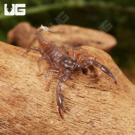 Baby Vietnam Forest Scorpions For Sale - Underground Reptiles