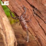 Baby Vietnam Forest Scorpions For Sale - Underground Reptiles