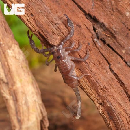 Baby Vietnam Forest Scorpions For Sale - Underground Reptiles
