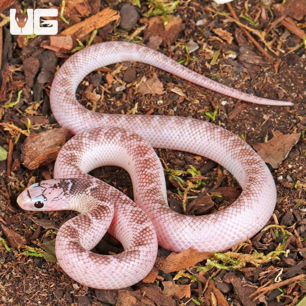 Baby White Sided Axanthic Florida Kingsnake For Sale - Underground