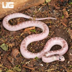 Baby White Sided Axanthic Florida Kingsnake For Sale - Underground Reptiles