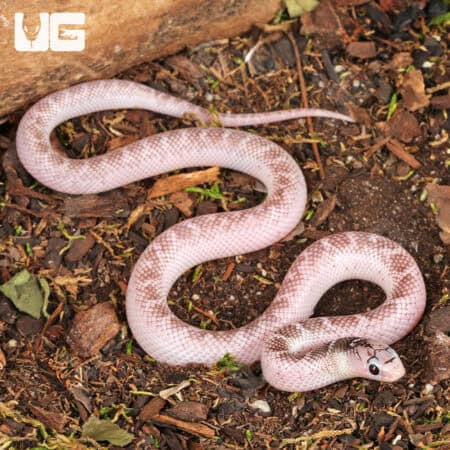 Baby White Sided Axanthic Florida Kingsnake For Sale - Underground Reptiles