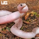 Baby White Sided Axanthic Florida Kingsnake For Sale - Underground Reptiles